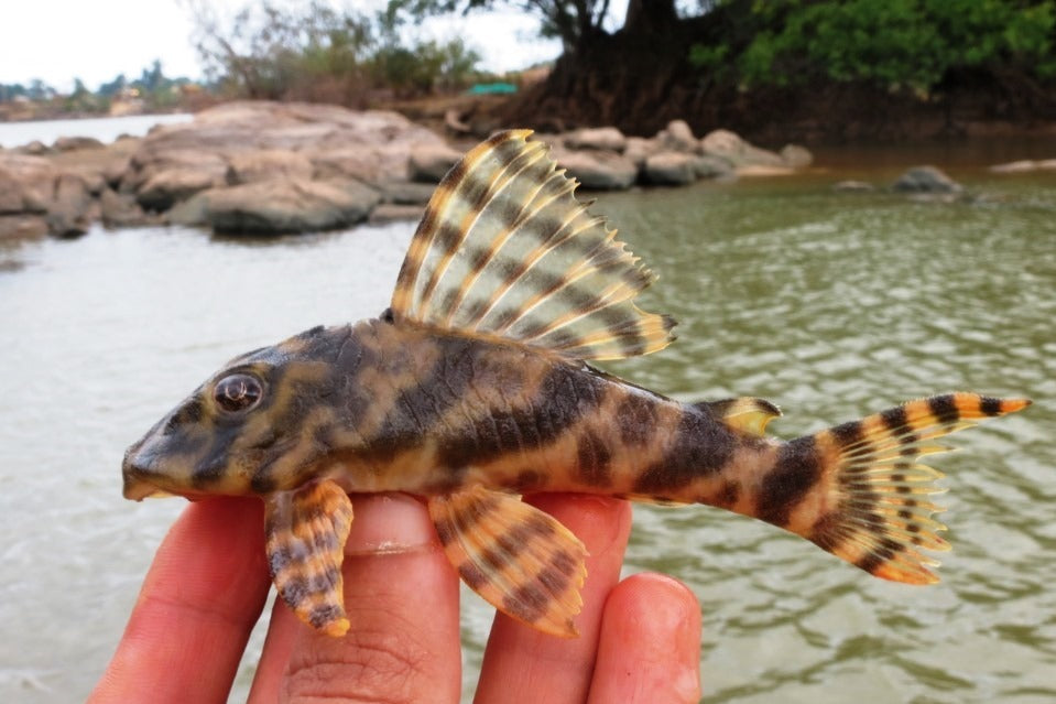 Tiger Pleco (Peckoltia vittata) — photo: Gabriel Lelis Togni, CC BY, via iNaturalist