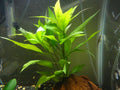 Hygrophila Stricta (Hygrophila corymbosa 'Stricta') — photo: Solidpicture, CC BY, via iNaturalist