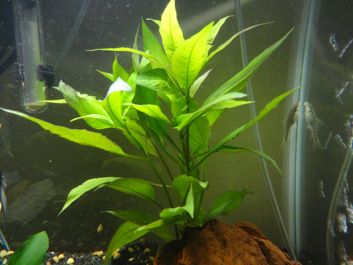 Hygrophila Stricta (Hygrophila corymbosa 'Stricta') — photo: Solidpicture, CC BY, via iNaturalist