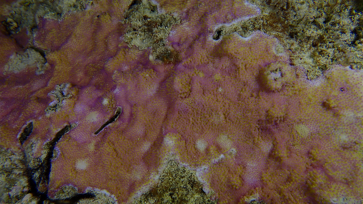 Purple Encrusting Montipora Coral