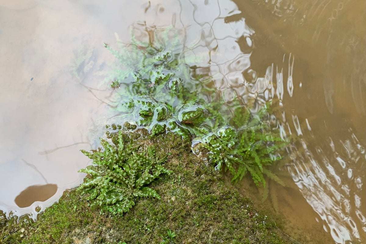 Pogostemon Helferi (Dr Seuss Plant) — photo: Apichart Songsangchun, CC BY, via iNaturalist