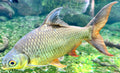 Redtail Tinfoil Barb (Barbonymus schwanenfeldii)