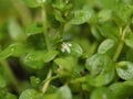 Pearl Weed (Micranthemum Micranthemoides) (Hemianthus glomeratus) — photo: Kevin Faccenda, CC BY, via iNaturalist