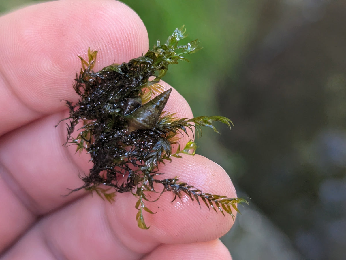 Fissidens Fontanus — photo: Ryan Sorrells, CC BY, via iNaturalist