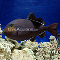 Atlantic Black Durgon Triggerfish (Melichthys niger)
