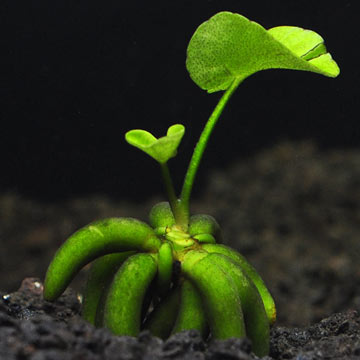 Banana Plant (Nymphoides Aquatica)