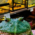 Samurai Blue Pacman Frog (Ceratophrys cranwelli)