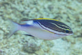 Gold 2-Line Monocle Bream (Scolopsis bilineata)