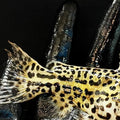 Spotted Jaguar Catfish