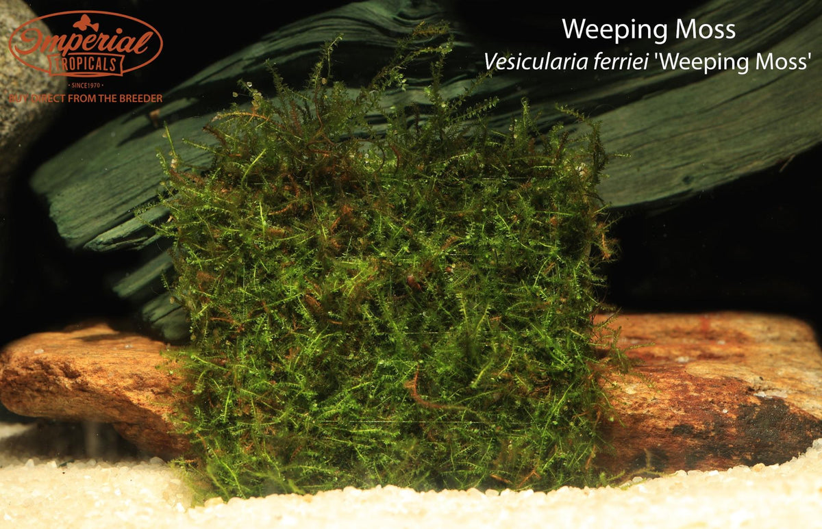 Vesicularia ferriei 'Weeping Moss' Tissue Culture — photo: Imperial Tropicals, used with permission